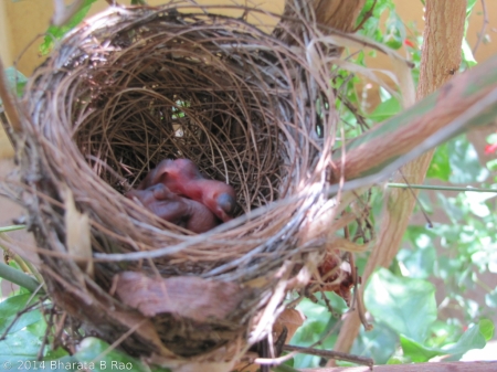 Bulbul chicks - right after birth